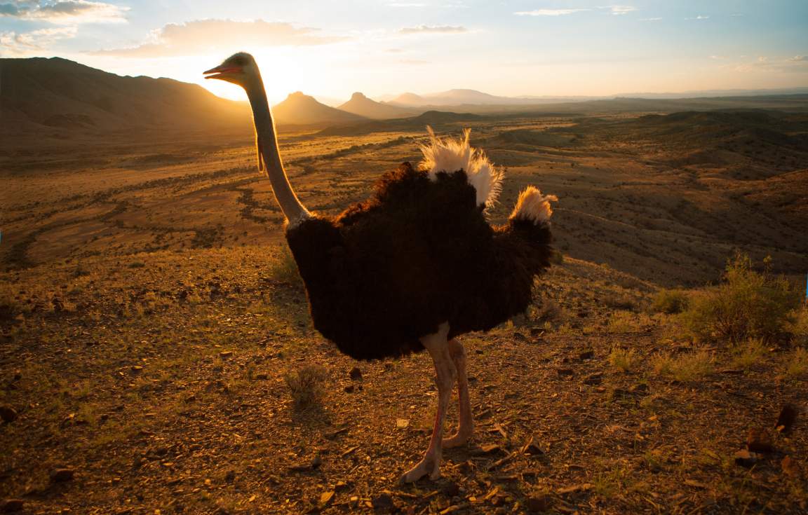 Ostrich farm - Oudtshoorn