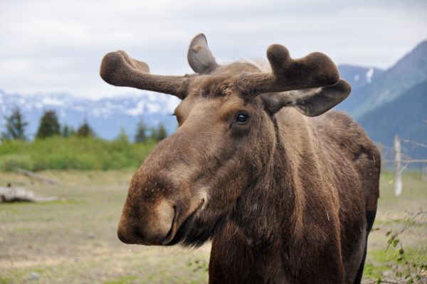 Moose in Denali National Park