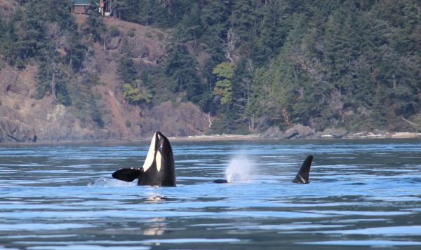 Spy-Hopping Orca Whales