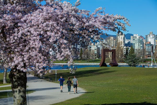 Vancouver_park_views_cherry_blossom