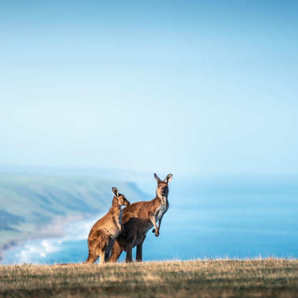 South Australia 