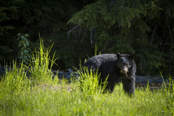 Whistler Bear Tourism Whistler/Justa Jeskova