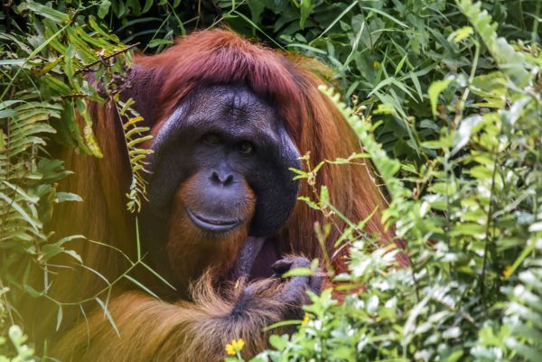 Borneo