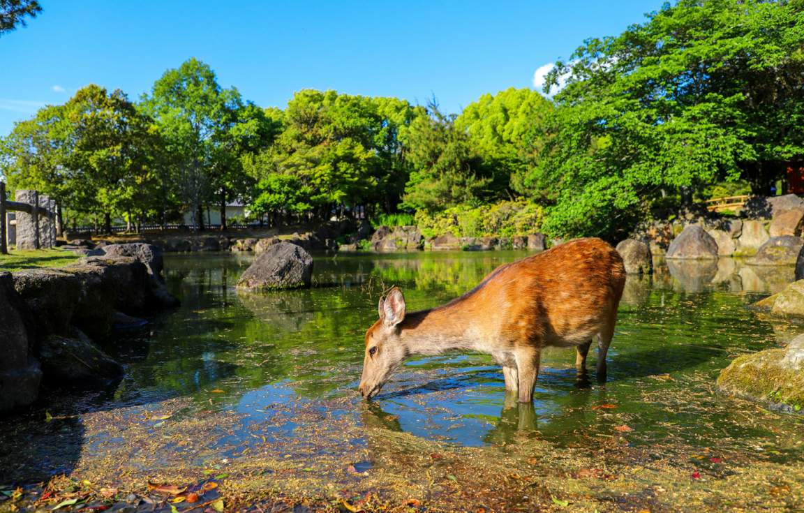 Nara