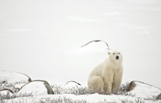 Churchill_Manitoba_Polar_bears_Wildlife_holidays