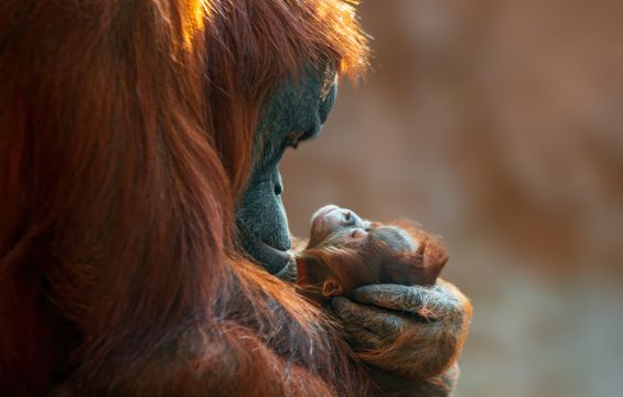 Borneo_orangutan