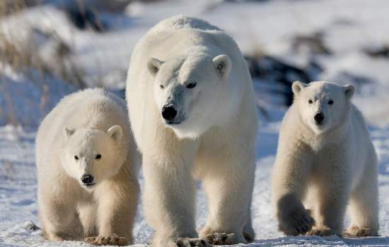 Polar Bear cubs - credit: Churchill Wild/Michael Poliza