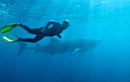 Ningaloo Reef Whale Shark