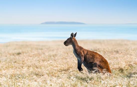 Kangaroo Island_252105 credit:South Australian Tourism Commission 